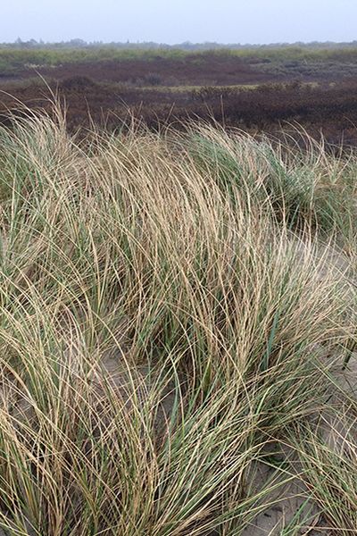 Borkum, die einzige Nordseeinsel mit Hochseeklima.